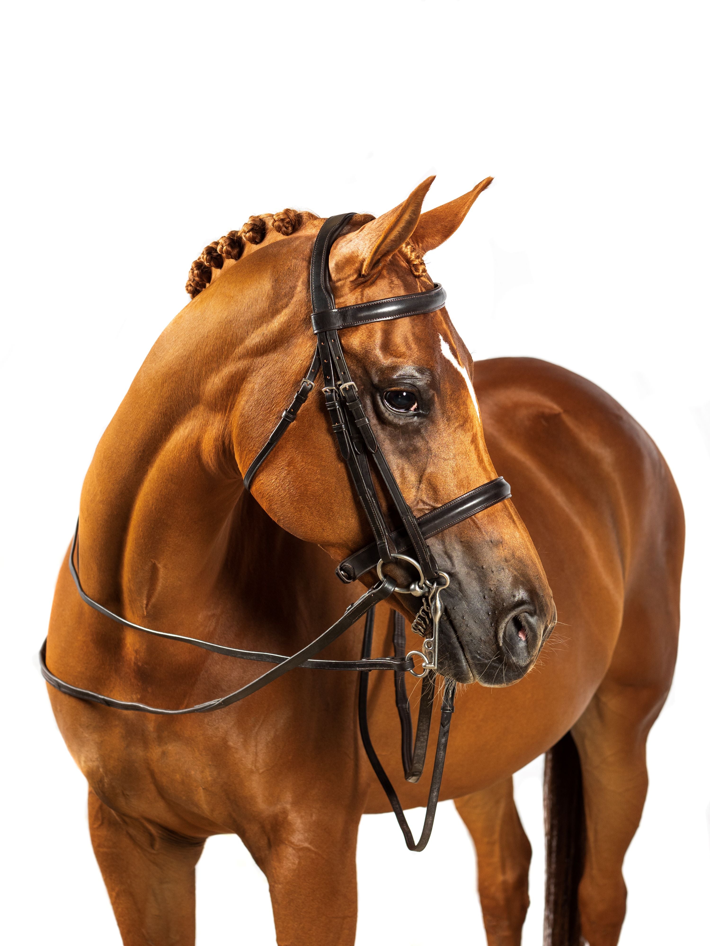 Premium Havana Double Show Bridle ‘Constitution’
