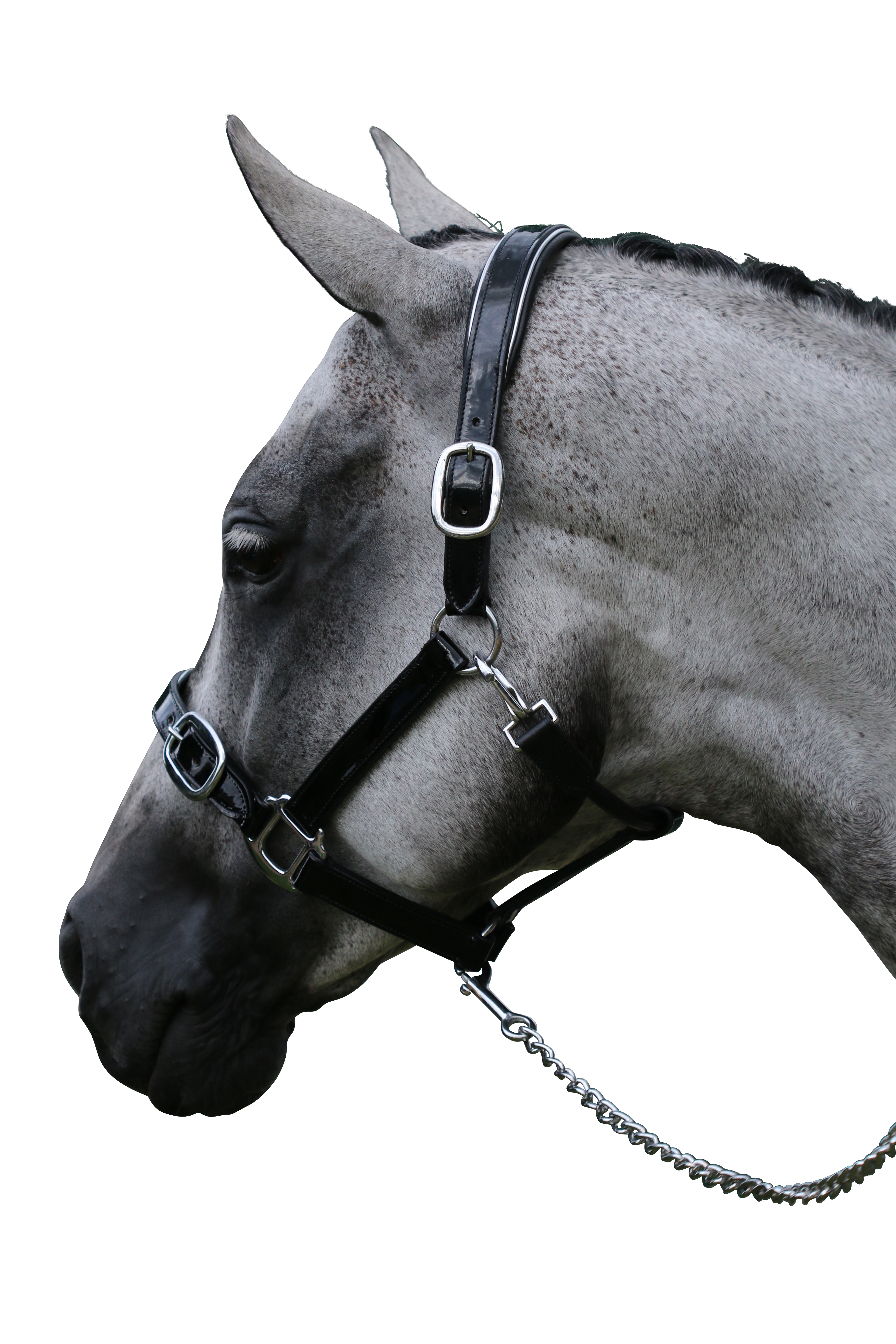 Patent Silver Pipe Black Halter