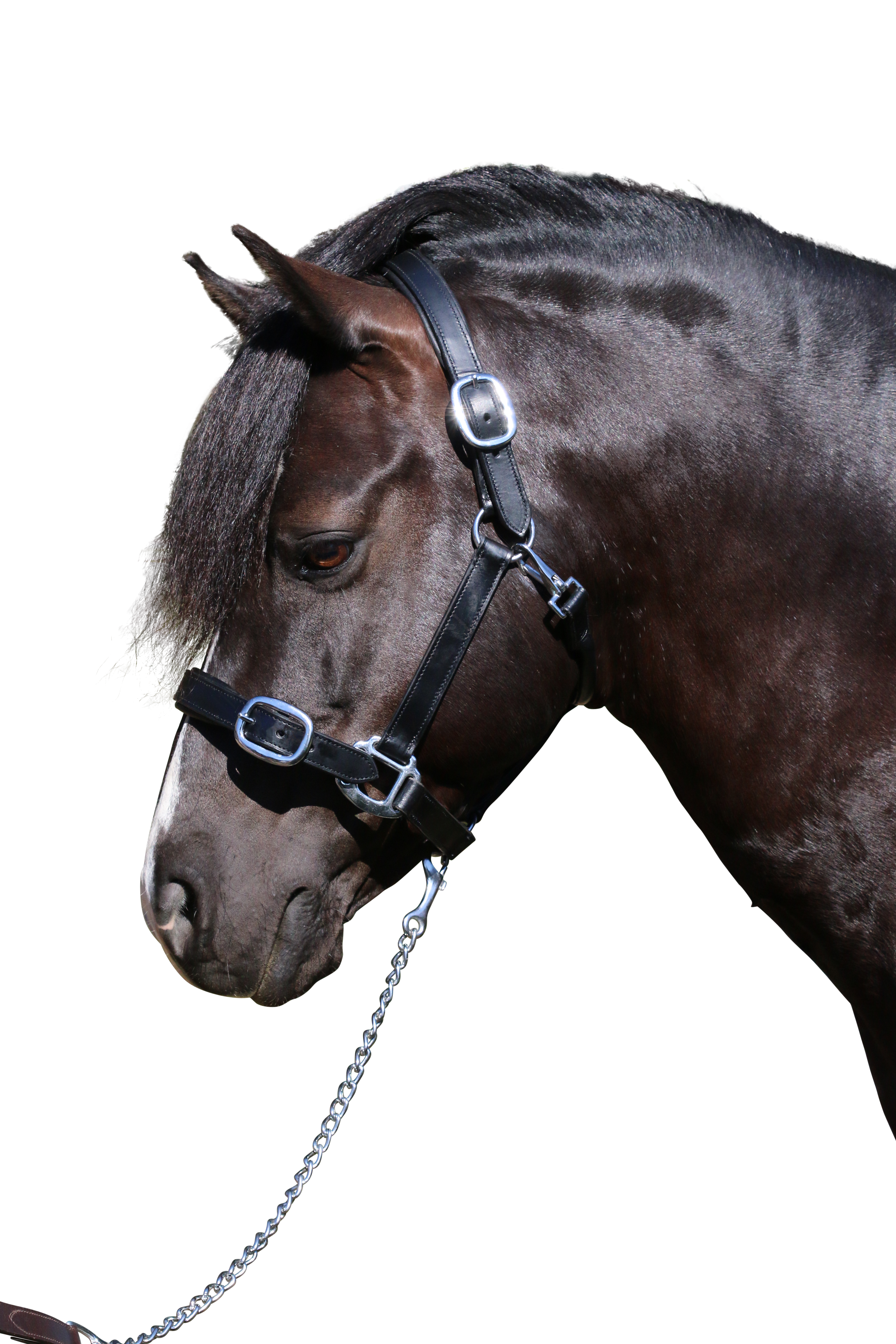 Plain Flat Stainless Steel Black Halter