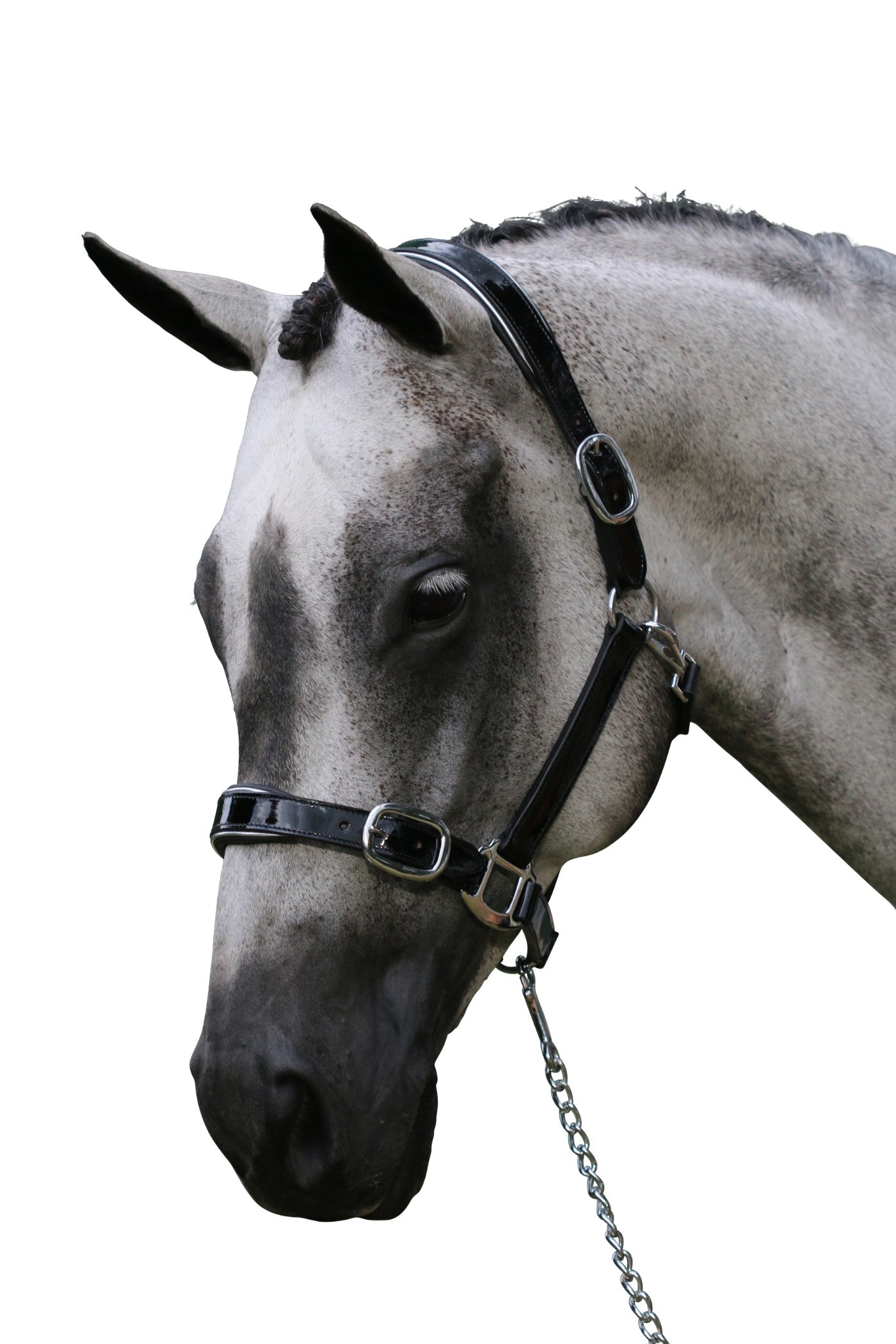 Patent Silver Pipe Black Halter