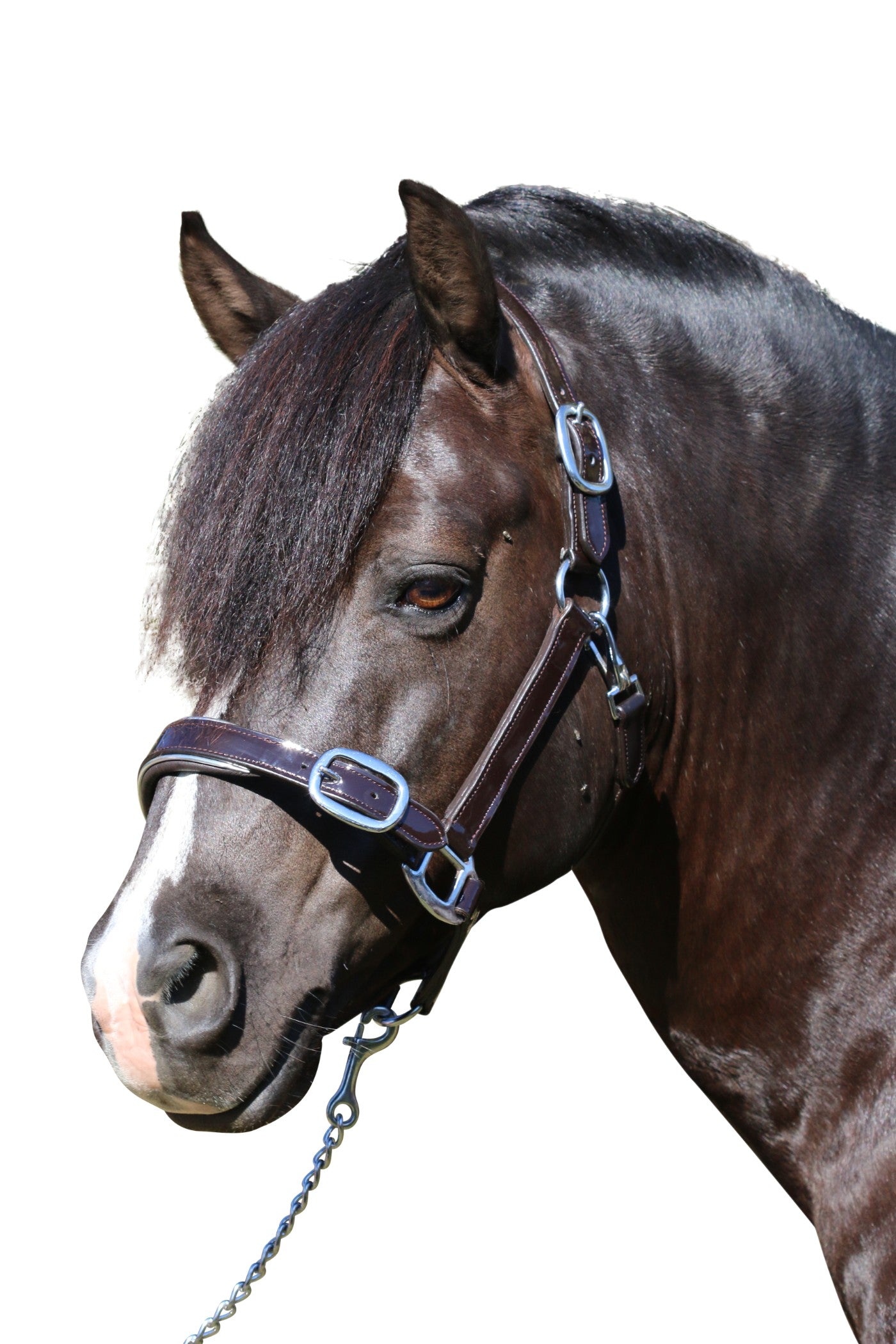 Patent Silver Pipe Havana Halter