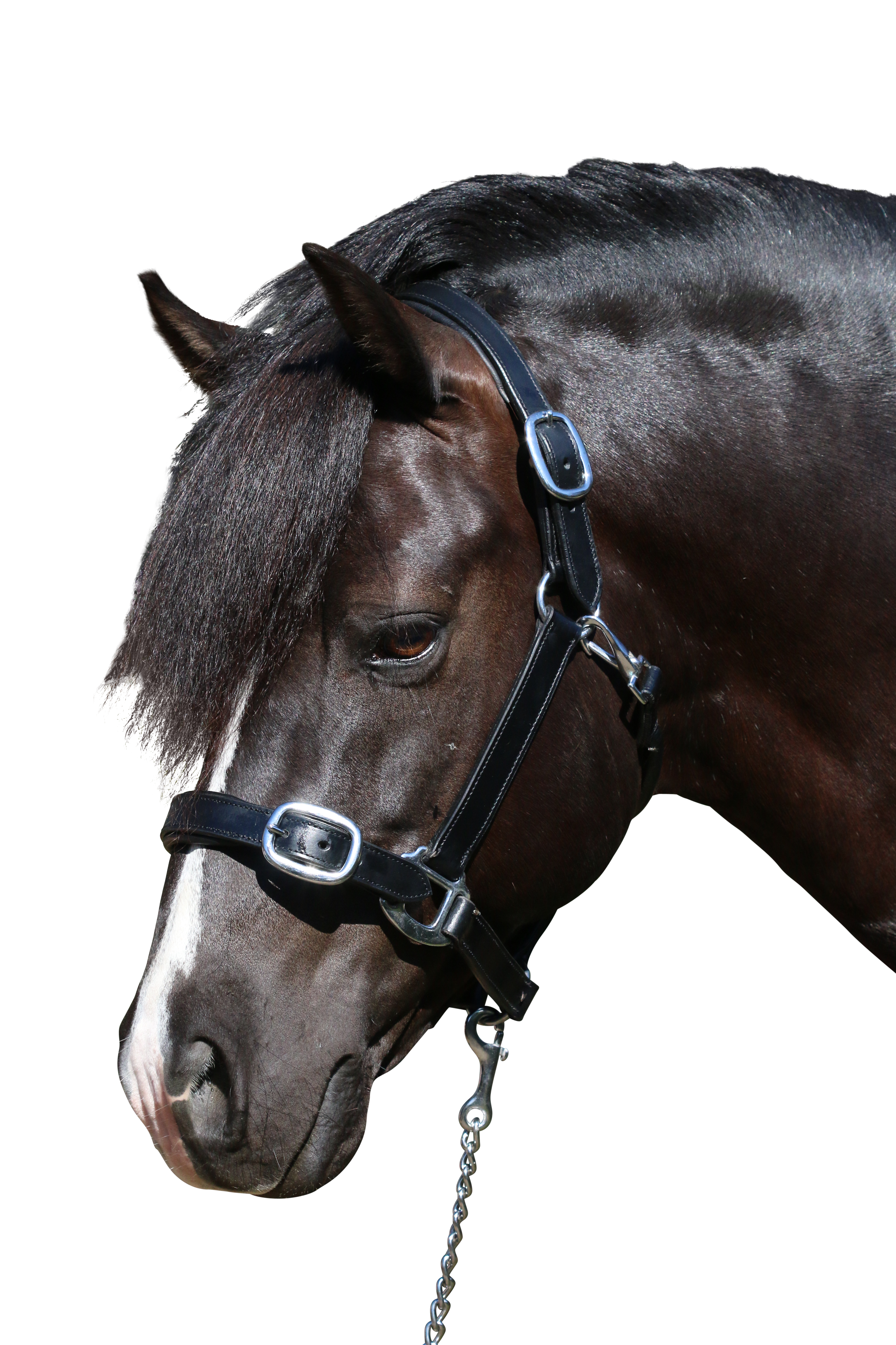 Plain Flat Stainless Steel Black Halter