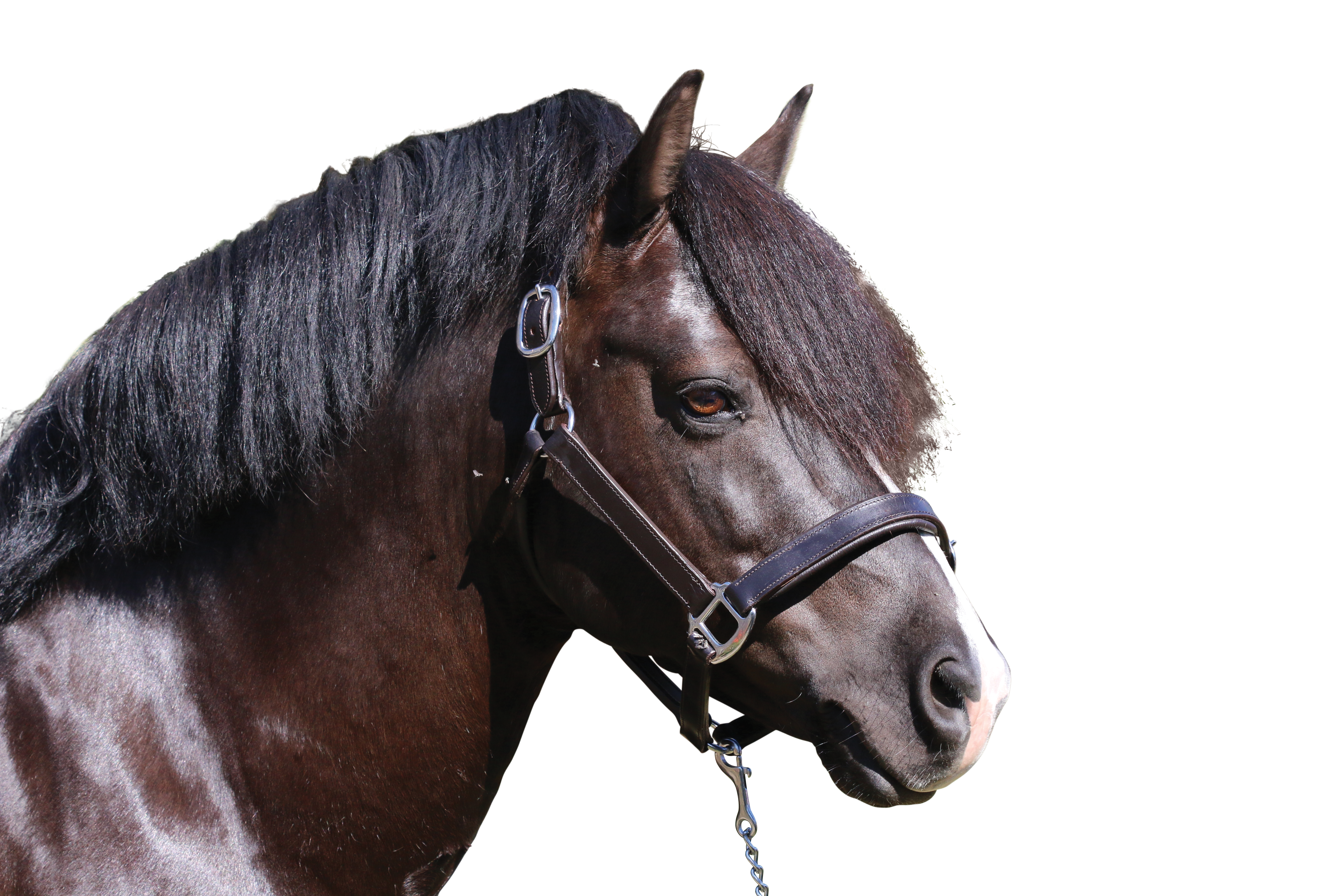 Plain Flat Stainless Steel Havana Halter