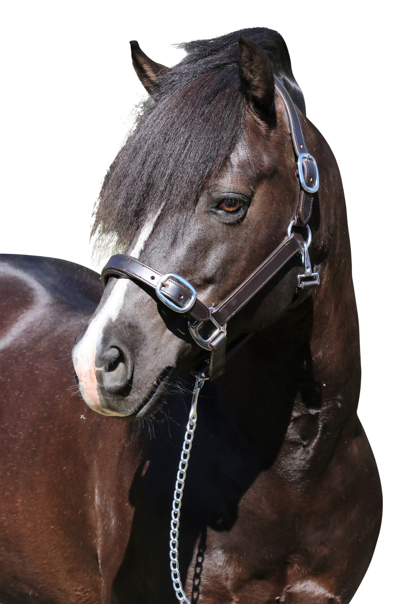 Plain Flat Stainless Steel Havana Halter