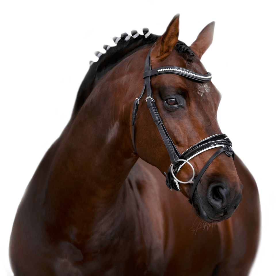 Premium Black Snaffle Bridle ‘Ovation’