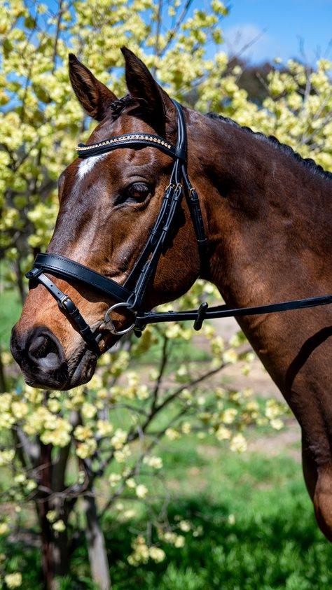Topaz Wave Snaffle Bridle with Brass Buckles